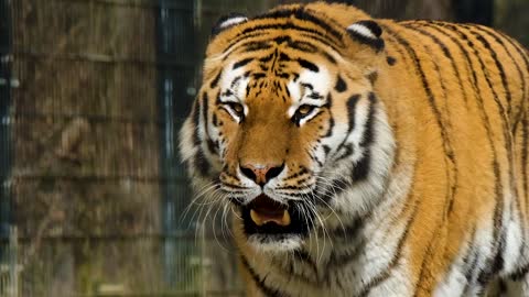 Tiger Cats Carnivores Predator Dangerous Strip