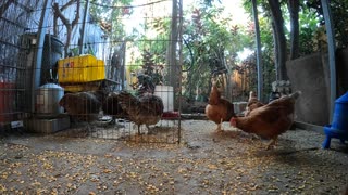 Backyard Chickens Fun Relaxing Video Coop Sounds Noises Hens Roosters!