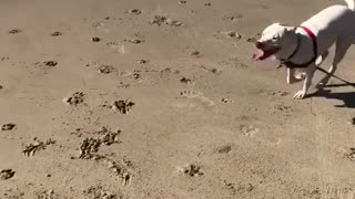 White dog chasing ball at beach and running around