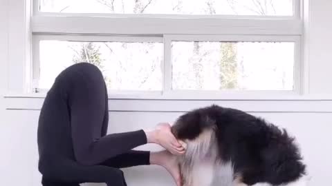 Amazing dog do this exercise perfectly like a human being