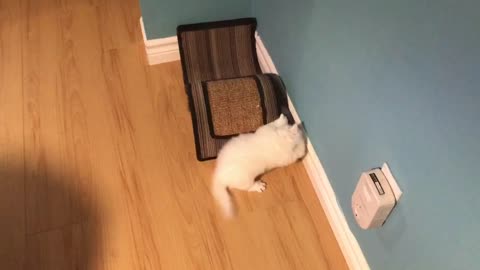 Persian kitties playing together