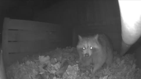 Dinner time for the raccoon