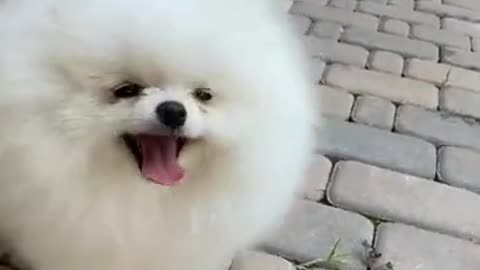 สุนัข,funny animal,cute dog,funny animals,funny animal videos,cute dogs,