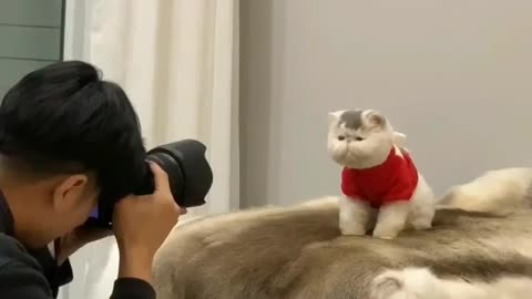 📽 from Pancake | DY 😄😄😄😄😄 ~ double tap ❤❤ #cutecatlovers