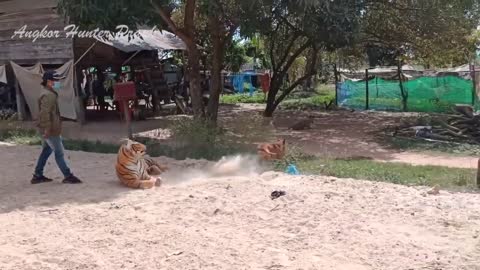 Big Fake Tiger vs Pranks Dogs Must be Watch Funny Video Will Make You Lough 2021