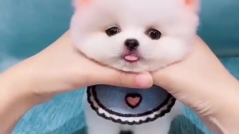 Funny video dogs ❤️❤️❤️❤️