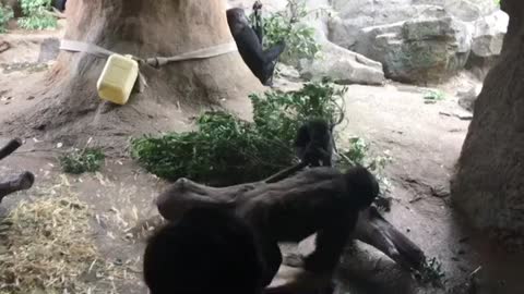 Cute play of chimpanzee baby and chimpanzee mother