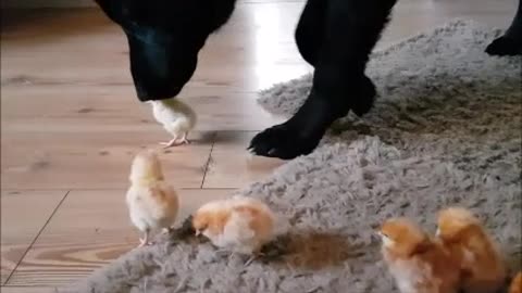 German Shepherd Puppy Meets Day Old Chicks And It's Adorable