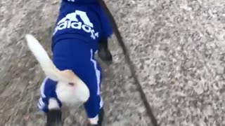 White brown dog with blue adidas sweater