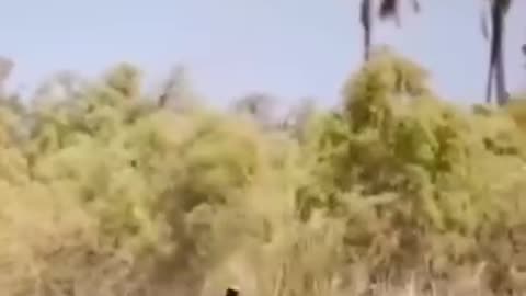 Hunting of The Largest Giraffe by a Lion|شکار بزرگترین زرافه توسط شیر