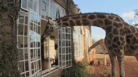 Giraffes stick their heads into the windows of an old mansion in Africa