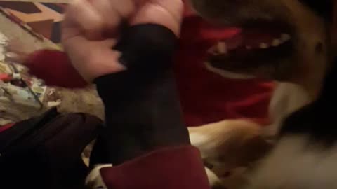 Black dog reaching out to owners hand and licking it
