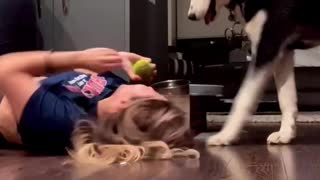 Siberian husky trick goes wrong!!!!