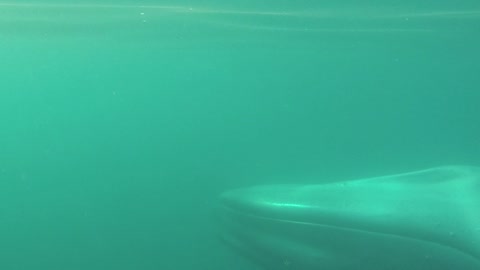 Paddle boarders close encounter with the largest animal in the world