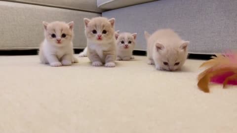 Cute little cats playing with toys.