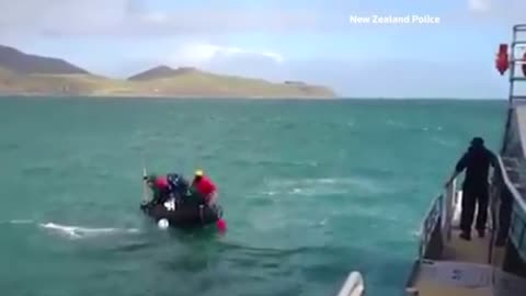 New Zealand rescue team saves humpback whale tangled amongst cray pots