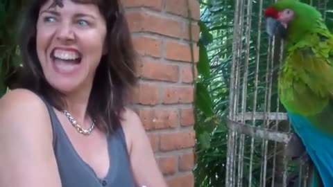 tourist has fun talking to angry parrot