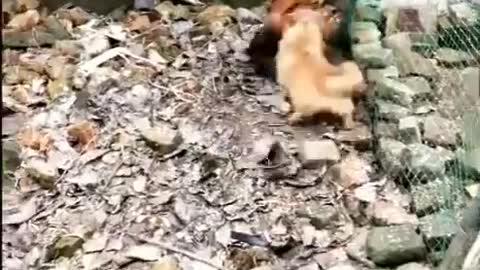 Chicken vs Dogs Fight- Funny dogs fight