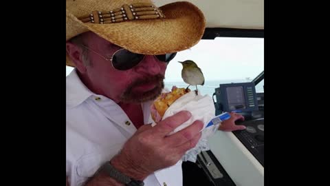 Wild Bird Shares Sandwich With Man