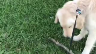 Golden Playing With Stick OutSide