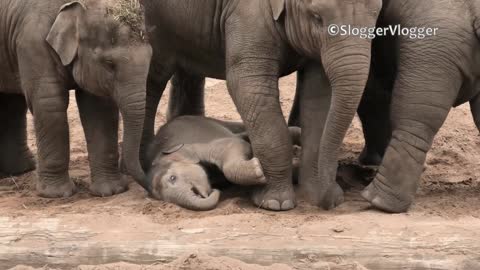 Fallen Newborn Baby Elephant Gets Help
