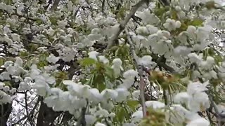 sweet cherry blossom in my garden