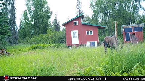 Moose have invaded the cabin!