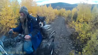 Dogs Love to Ride Too