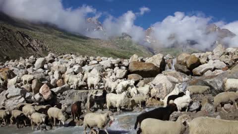 Sheep and goats. Mountain goats, Spiti Valley, Himachal Pradesh, India