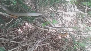 Snake encounter (Coluber gemonensis)