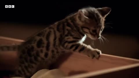 Acrobatic Bengal Kittens Learn To Hunt _ Wonderful World of Puppies _ BBC Earth