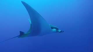 Buzos nadan con mantarrayas gigantes