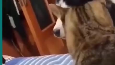 💞😆Cats and dogs fighting very funny😂