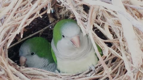 Cute Birds in Nest