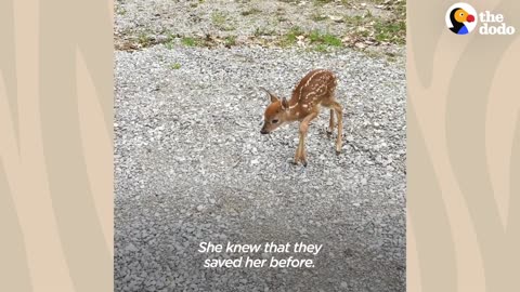 Tiny Baby Deer Asks People to Rescue Her