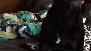 Guilty Dog Tells on Herself
