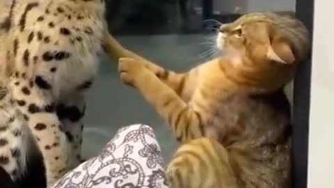 Wild cat vs Pet Cat #shorts