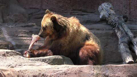 Brown bear eating a large bone in a zoo