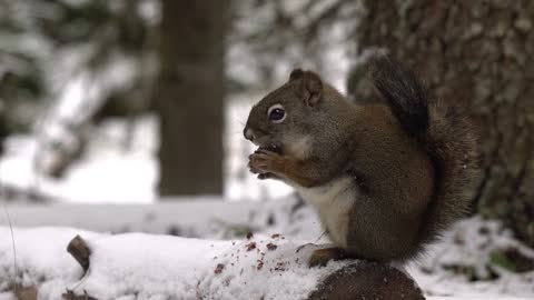 Squirrel sitting on snow covered forest eating food