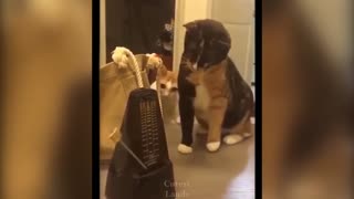 Cute And Funny Pets 💗 Best Of