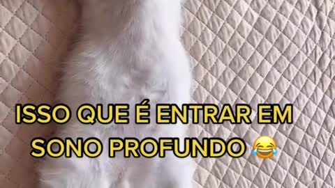 ISSO QUE É ENTRAR EM SONO PROFUNDO #GATOS