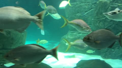 Stingrays in perfect formation drift past thrilled scuba diver in the Galapagos Part 3