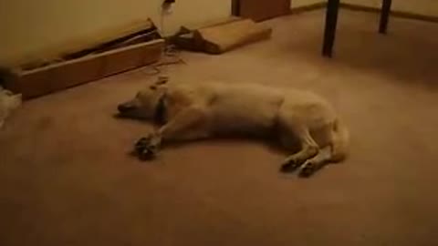 Dog is walking in his sleep and runs into the wall.