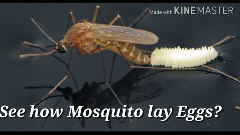 See How Mosquito Lay Eggs?