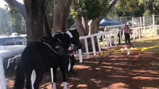 Show Jump Save After Being Knocked out of the Saddle