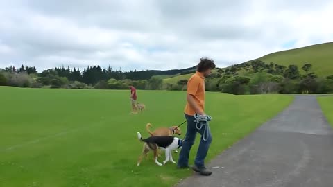 How to train your Dog to stop being AGGRESSE!!!