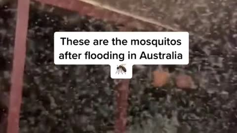 These are the mosquitos after flooding in Australia