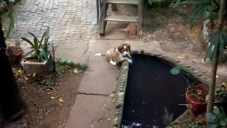 Cachorrinho brincando na água