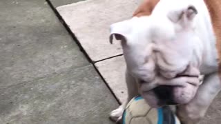 No1 dog footballer