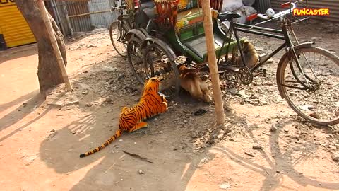 The tiger doll prank on dog